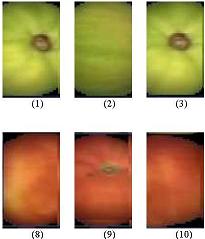 Tomato Images