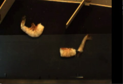 Shrimp Grading